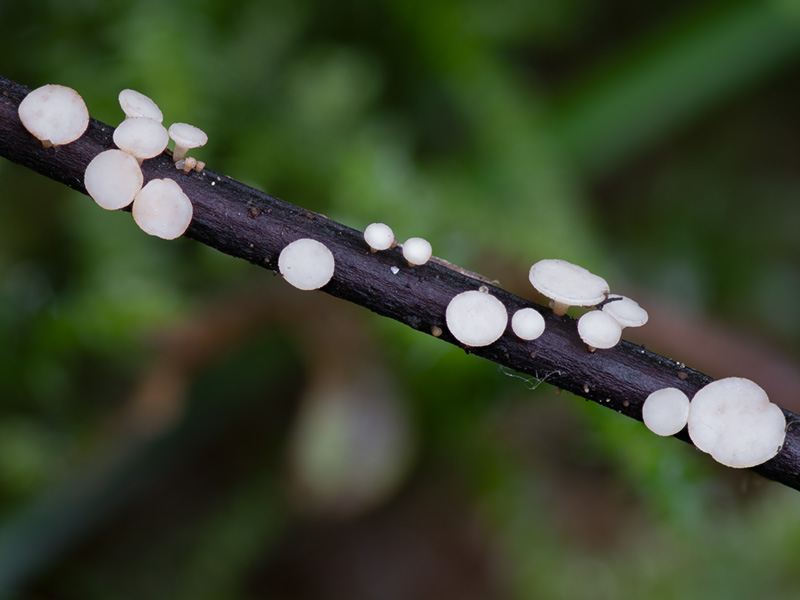 Hymenoscyphus fraxineus Hymenoscyphus fraxineus